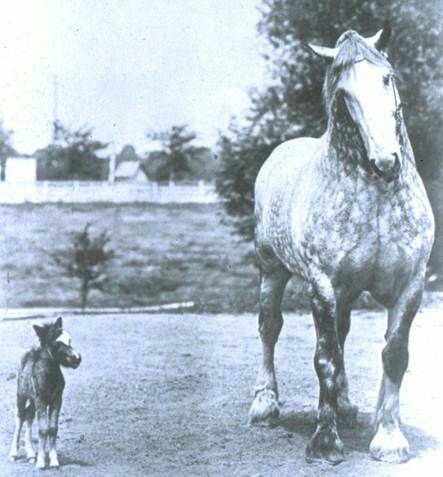 Gentle giant meets a little soul